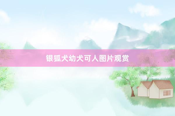 银狐犬幼犬可人图片观赏